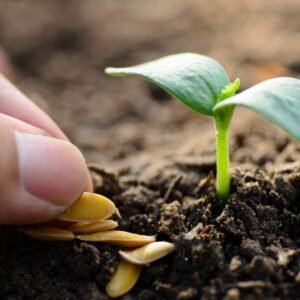 Técnico Extensivo em Agricultura